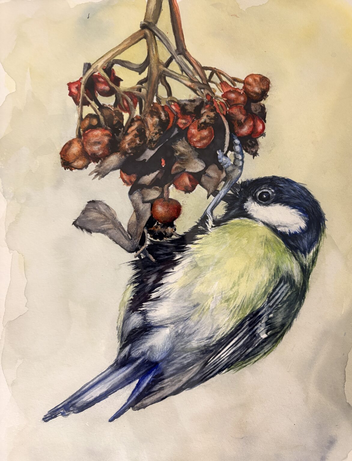 Talitiainen, 45 x 31 cm, 2026, Helena Soimakallio